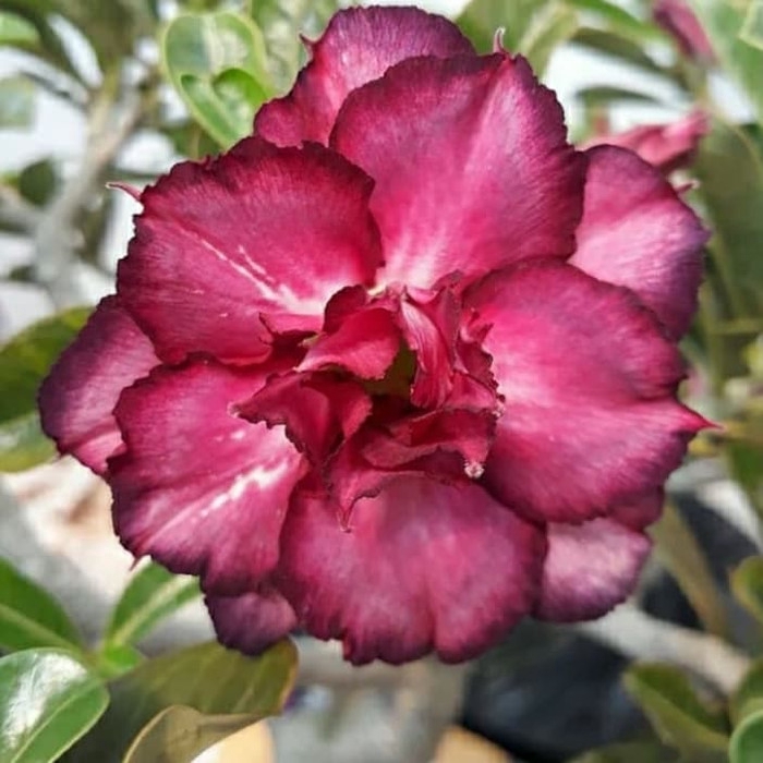 

promo Bibit bunga kamboja adenium magenta murah