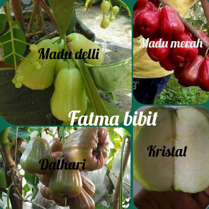 Asli Paket 4 Bibit Jambu Air-Madu Deli-Madu Merah-Dalhari-Kristal