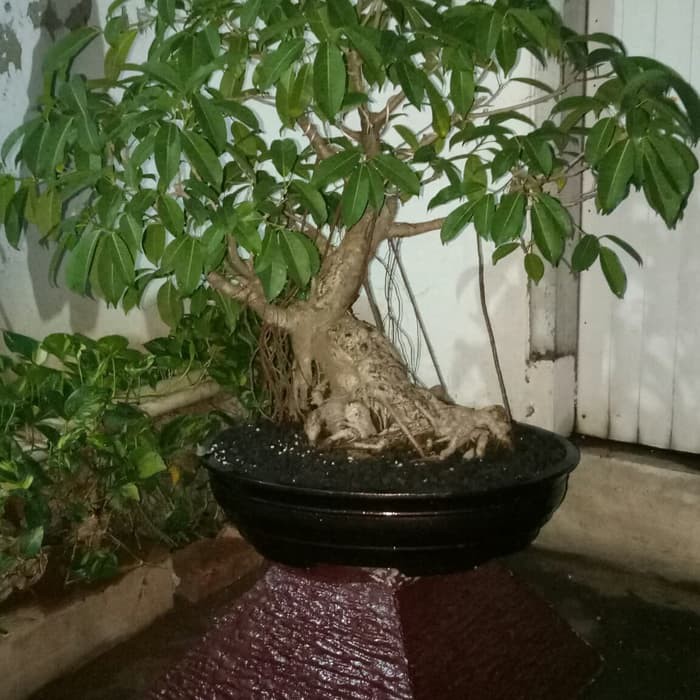 POHON BONSAI  BUNUT UMUR 10 TAHUN Shopee Indonesia