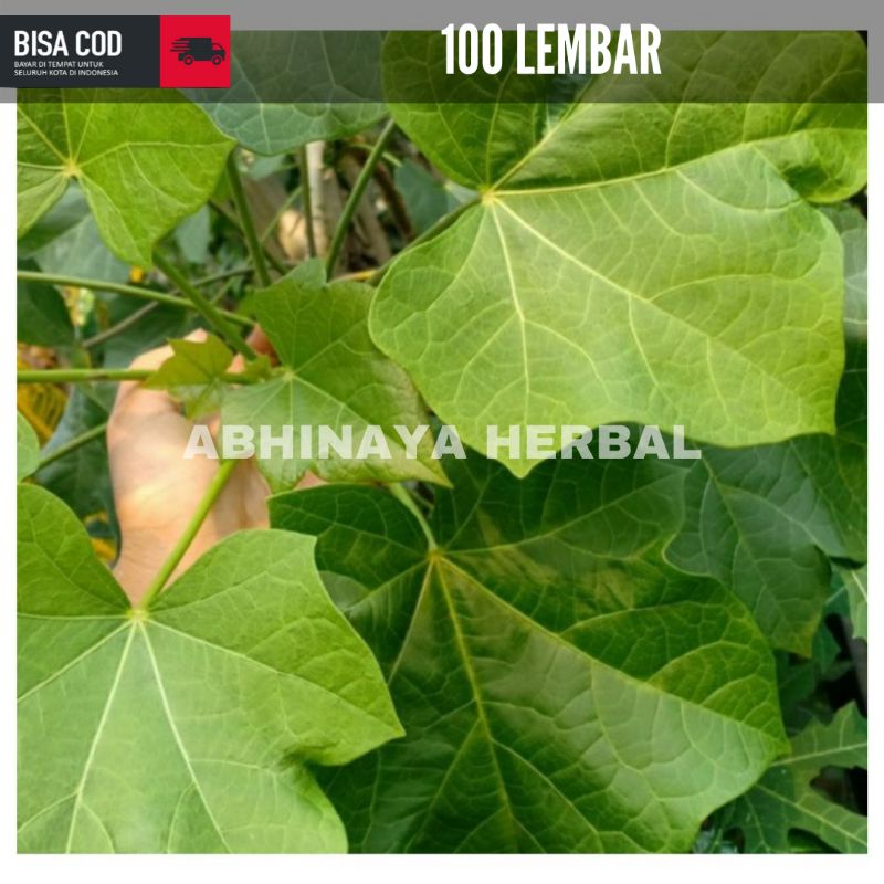 

Daun jarak segar langsuk petik per 100 lembar