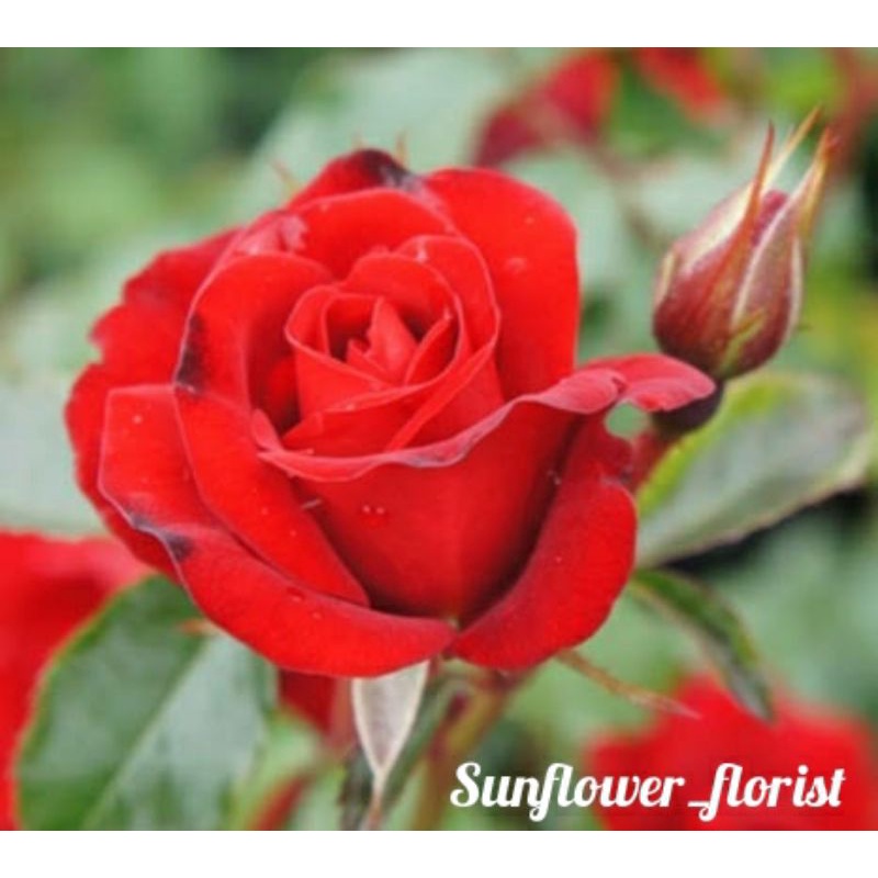 Bibit Bunga Mawar Merah