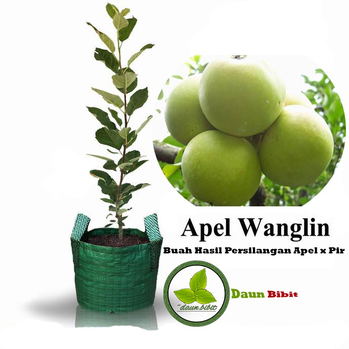 Bibit Apel Wanglin | Persilangan Buah Apel x Pir (Tabulampot)