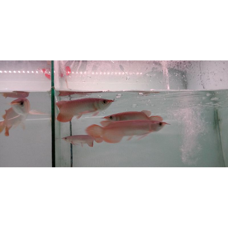 

arwana super red 15cm gen merah cabe