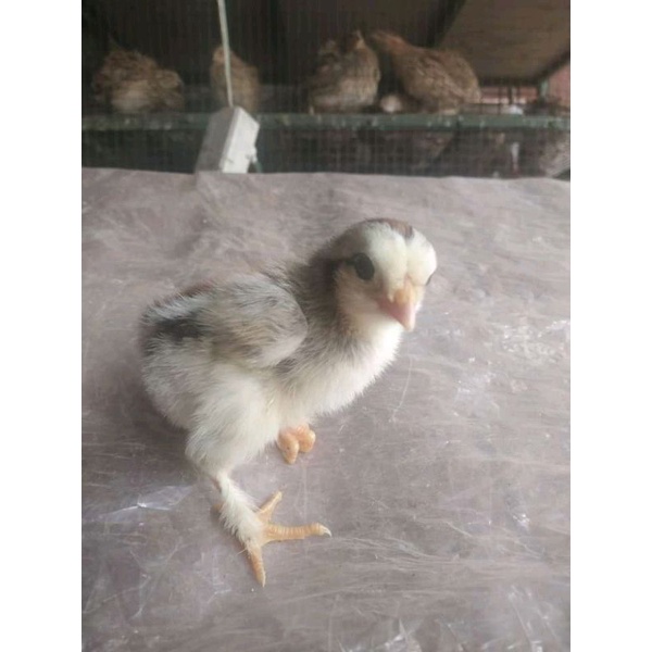 anak ayam Brahma /Ayam Brahma