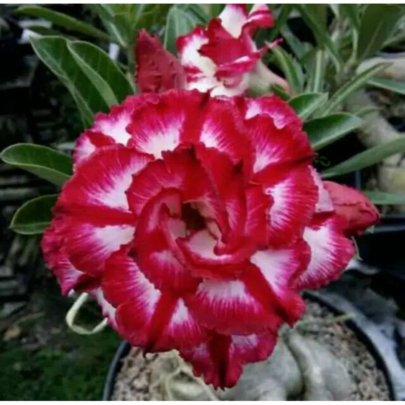 Bibit bunga Kamboja Adenium PHET MONG KON(PMK)