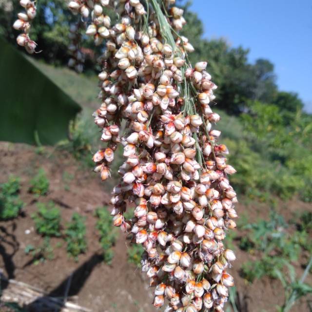 

Jagung putih cantel sorghum gandruw hawu 200 grm fresh beserta tangkainya