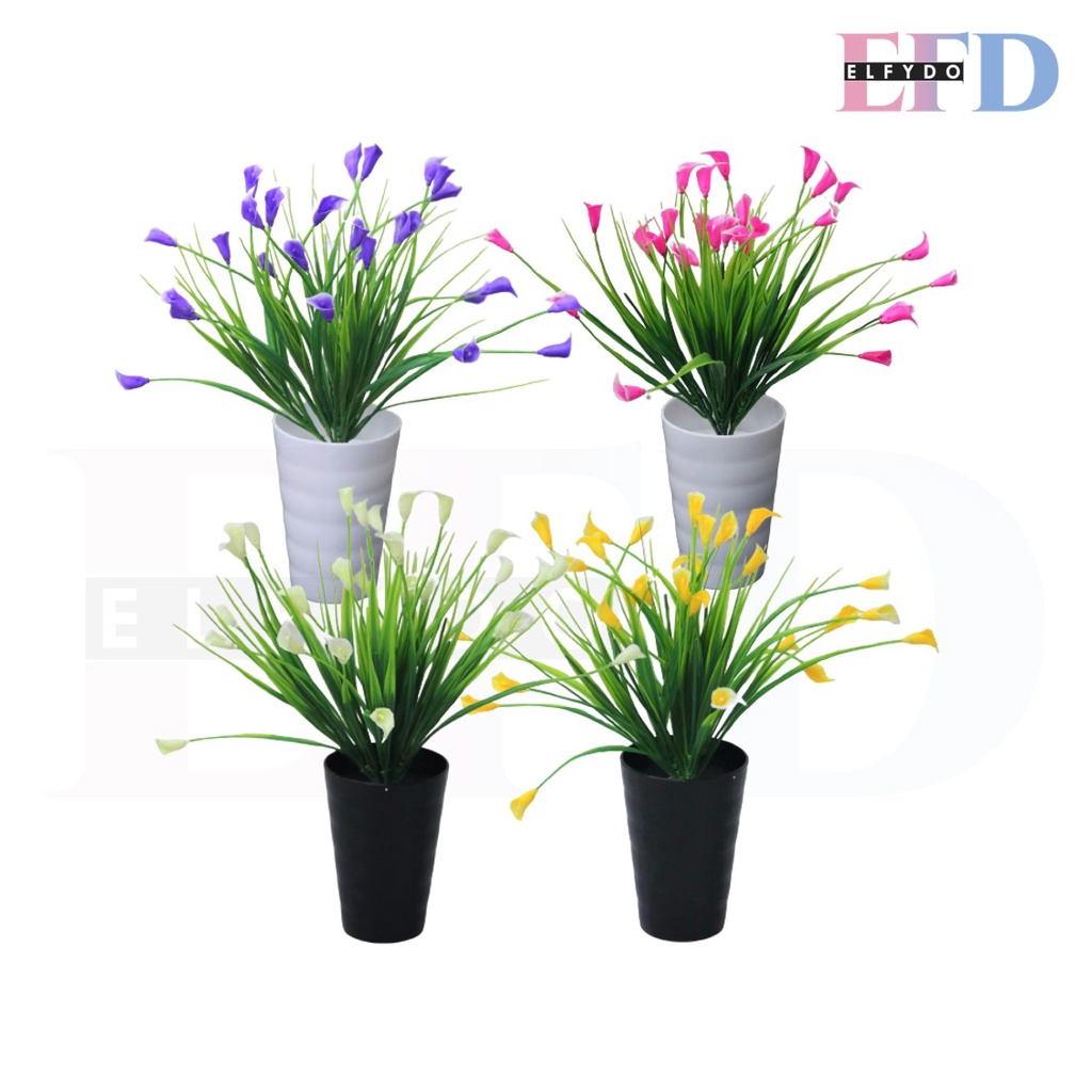 ELFYDO - PT47 Pot Tanaman Hias Bunga Calla Lily Dengan Berbagai Pilihan Warna