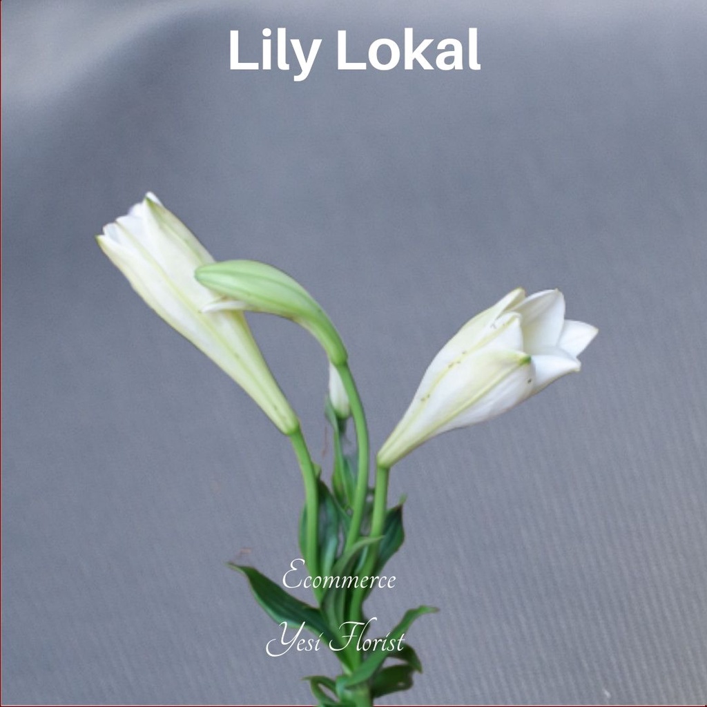 bunga asli Lily lokal || Bunga murah tidak dirangkai || jual bunga semarang || Lily tangkai
