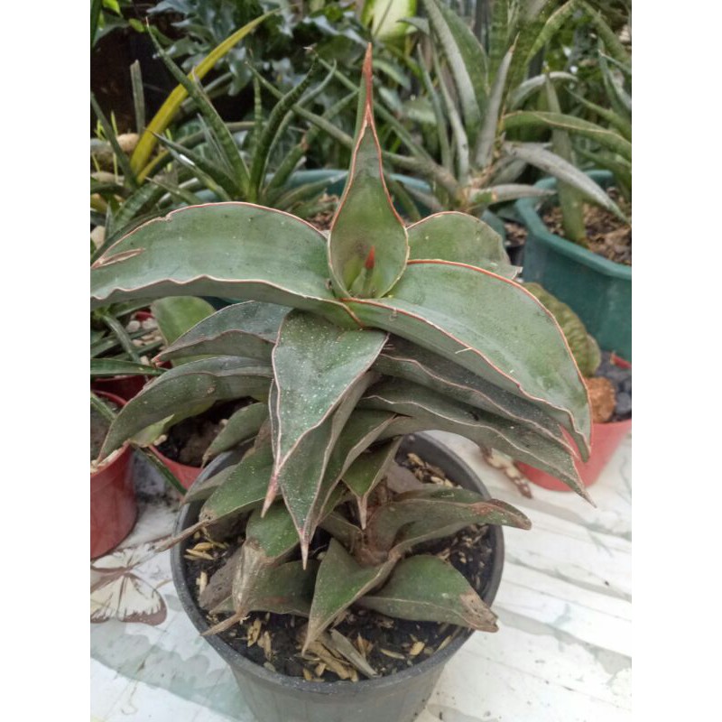 Sansivera pinguicula pinguin