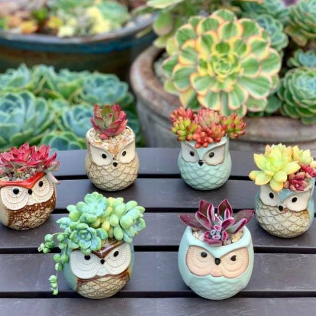 OWL LALA Pot Keramik Burung Hantu Mini Lucu untuk Succulent Kaktus