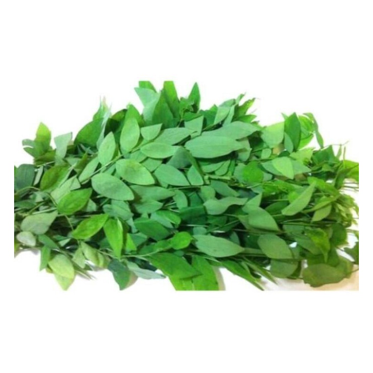 

Daun Katuk Segar - 100 gram (Sauropus Androgynus)