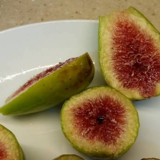 Bibit buah tin cangkok jenis GAYET | bibit fresh cangkok pohon tin