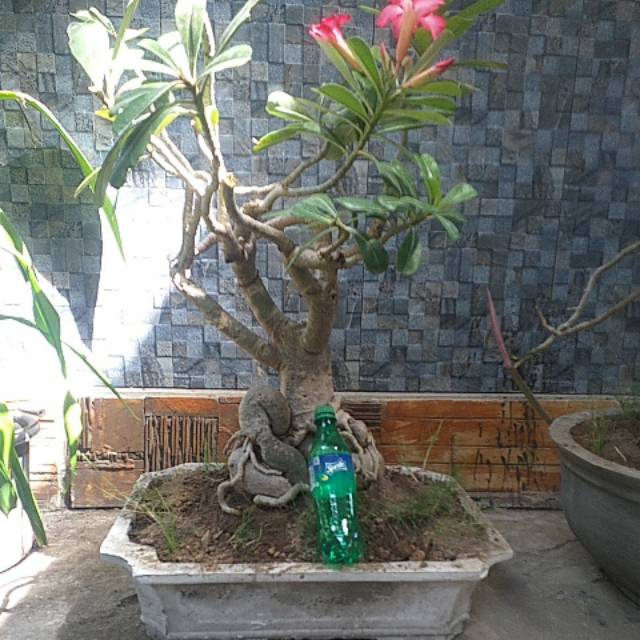 Bonsai Kamboja Ukuran Besar Shopee Indonesia