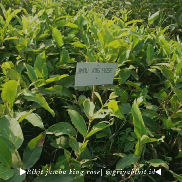 Bibit jambu air king rose kualitas premium, bibit jambu king rose terjangkau