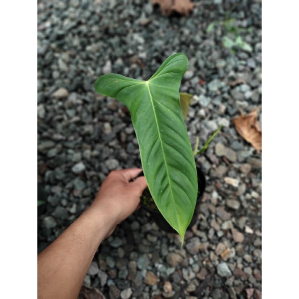 philodendron sharoniae san antonio