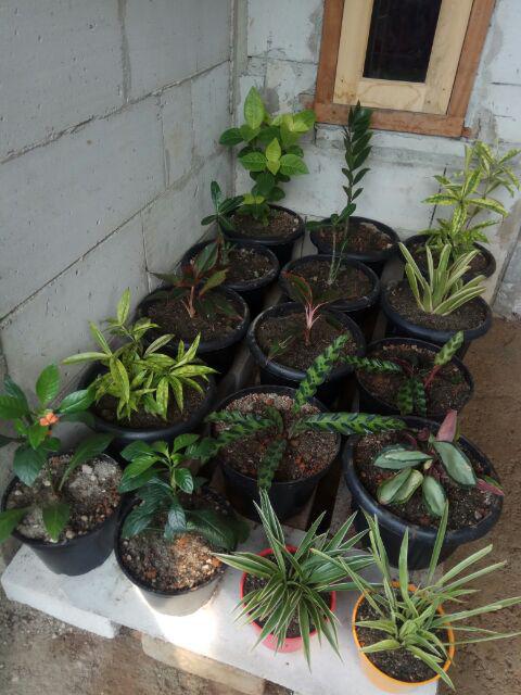 Tanaman Hias Crossandra