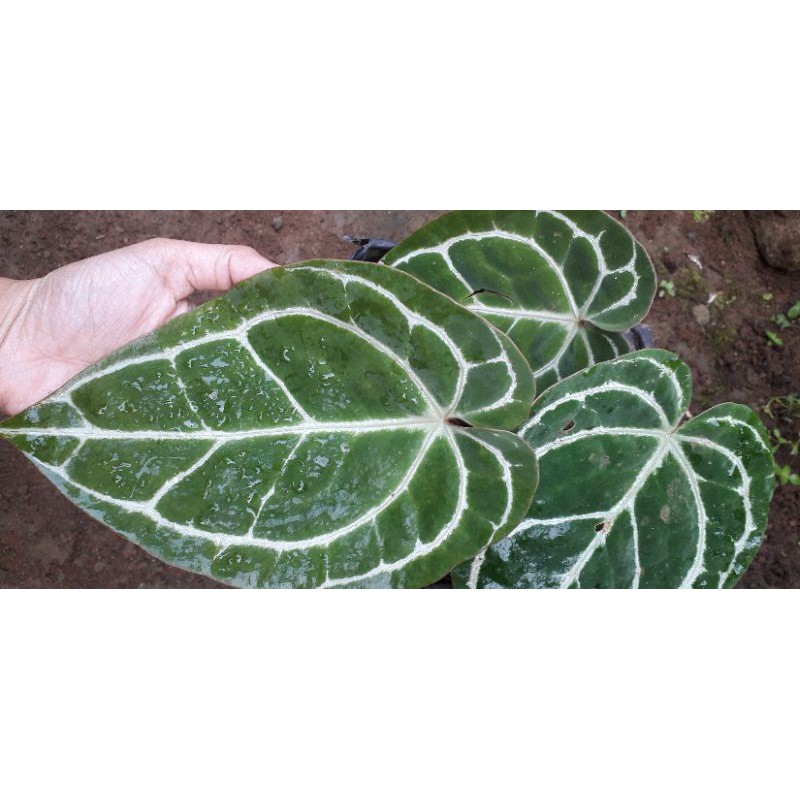 kuping gajah/Anthurium chrystallinum/Anthurium magnificum