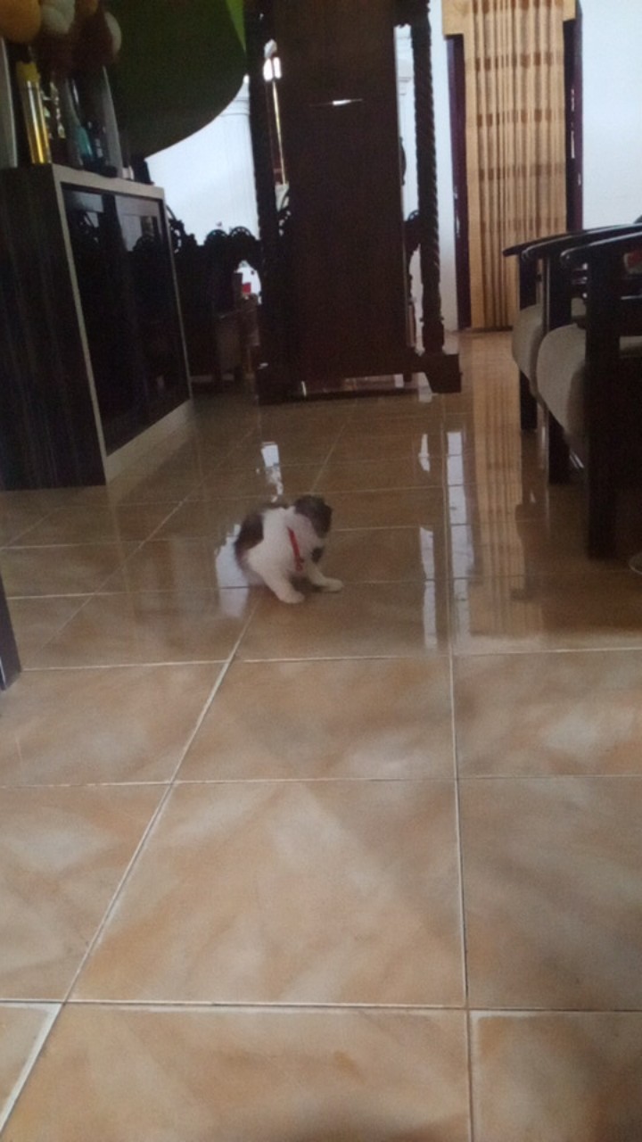 Size M L Xl Xxl Xxxl Bswart Batik Hrb026 Kenongo Hem Pendek Padi Pekalongan M