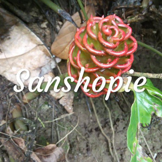 

Bunga rimpang bangle segar 500gram