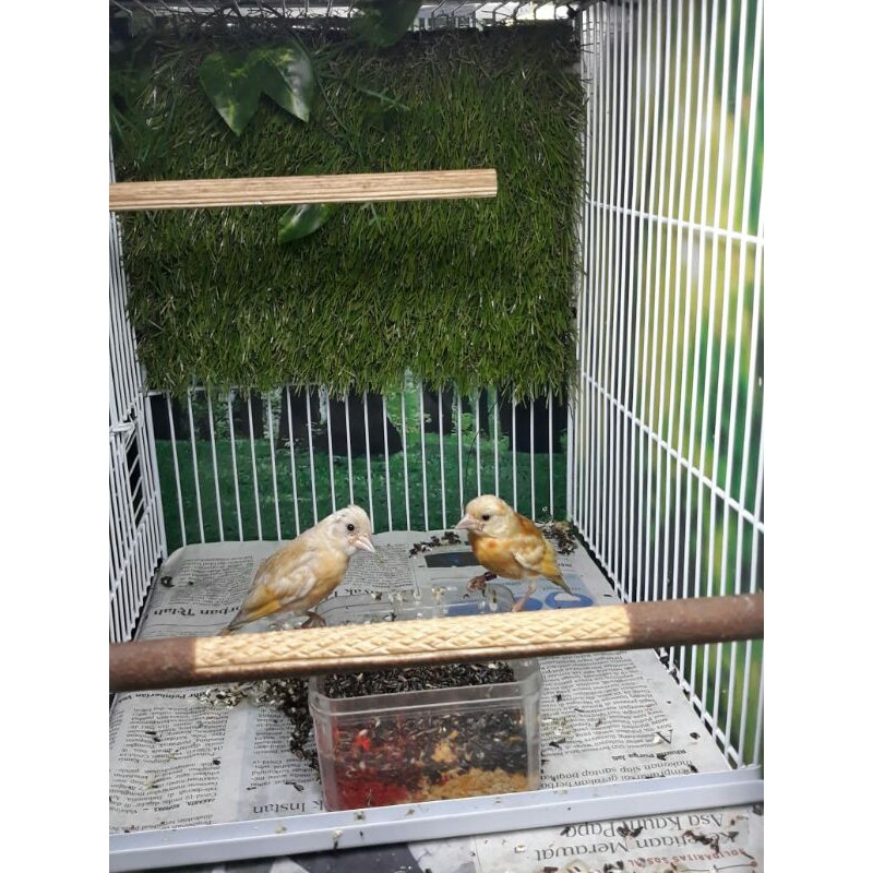 siskin Double dilute