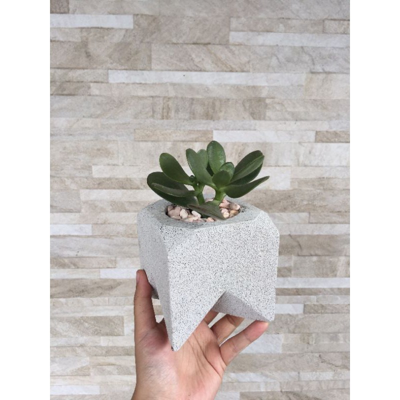 Pot Batu Apung Kaktus & Succulent (Ukuran L)