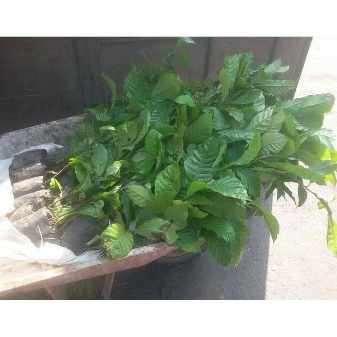 Bibit Kopi Robusta Unggul Siap Tanam Unggul