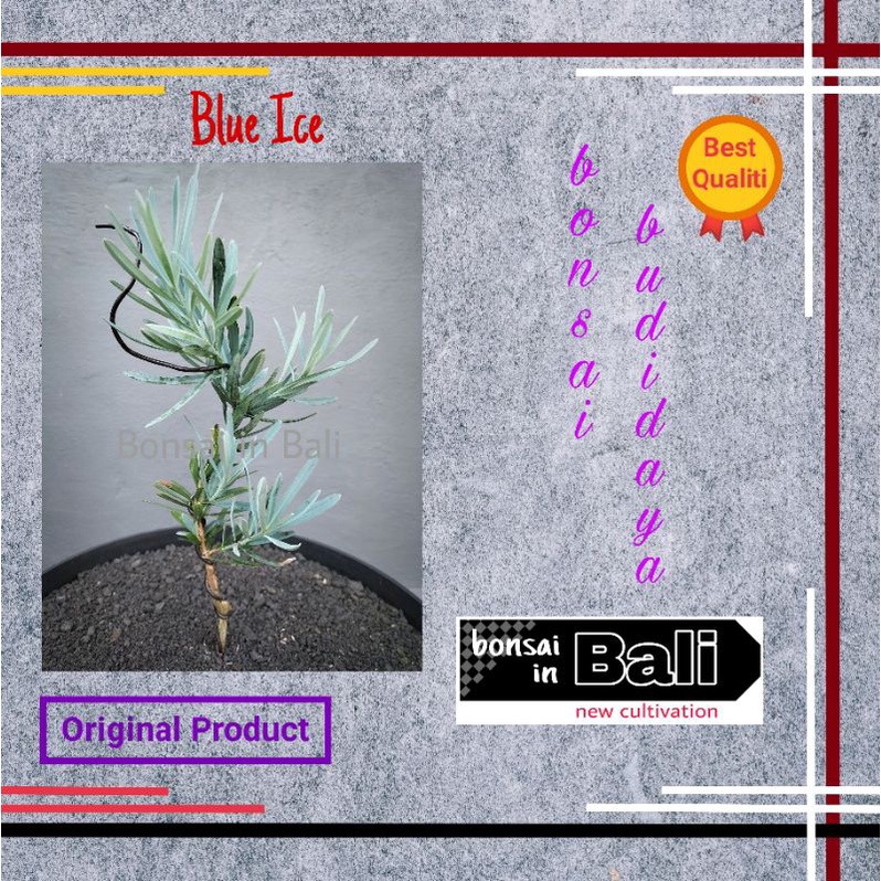 Bibit bahan Bonsai Lohansung Blue Ice