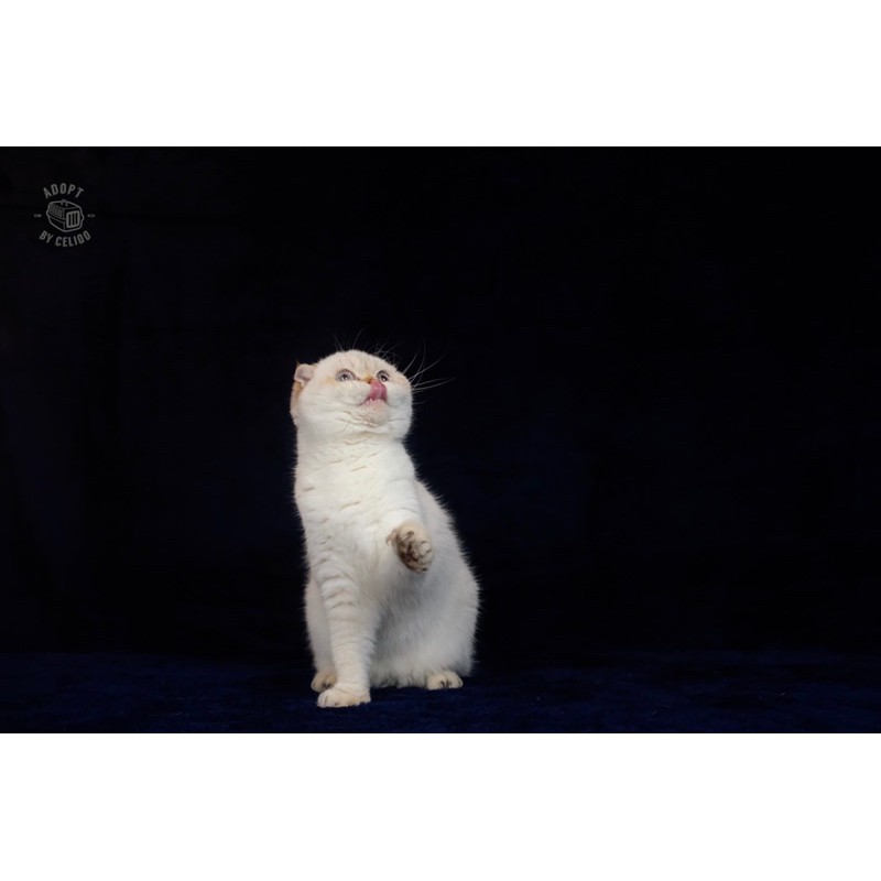 scottish folt golden point