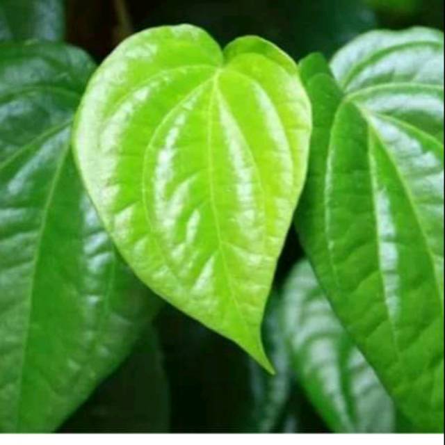 

Daun sirih hijau 1 kg