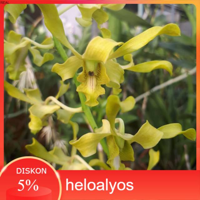 Anggrek Dendrobium Caesar Green