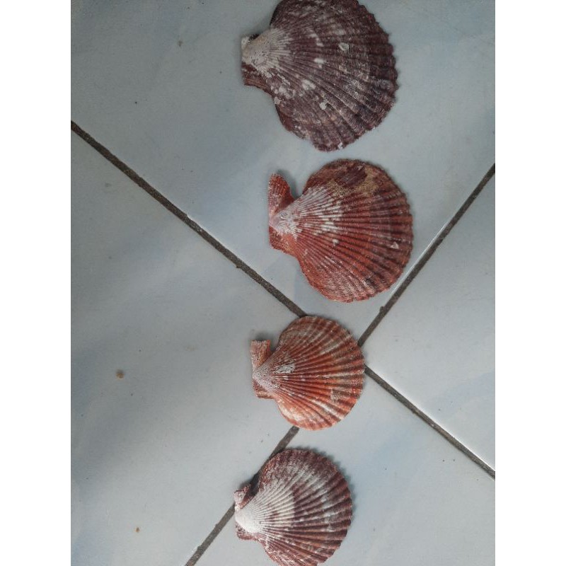 Cangkang Kerang Kipas Merah Gelap