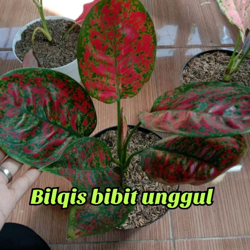 Bunga aglonema Red spider