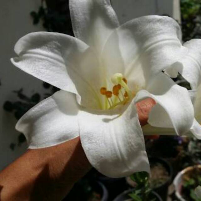 Benih Umbi Bunga Lily White