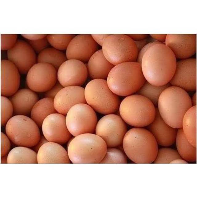 

TELUR AYAM / TELOR AYAM 1 PACK ISI 10 (Baca Deskripsi)
