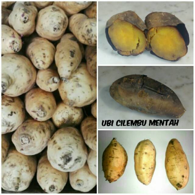 

UBI CILEMBU Mentah Super Manis Bermadu Legit dari Jawa Barat 750 g