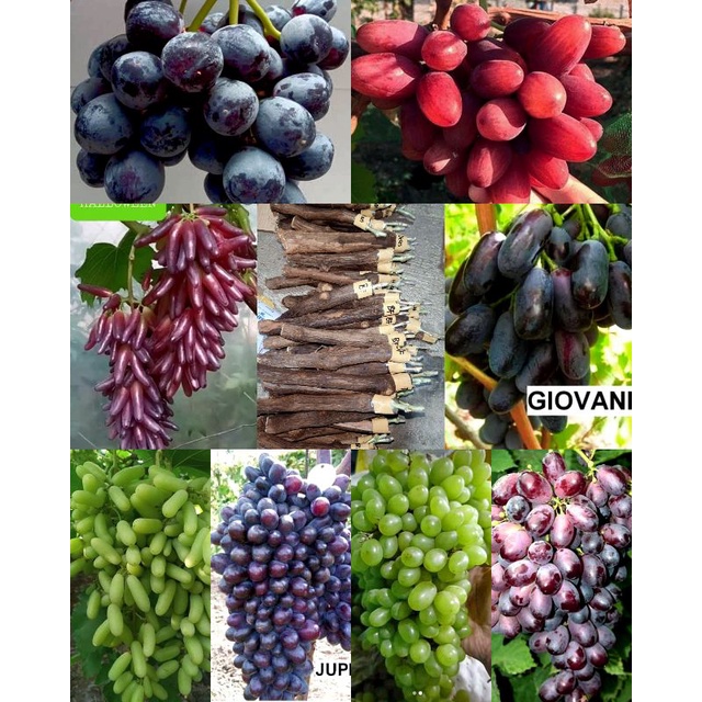15 JENIS CUTING GRAFTING ANGGUR IMPORT SIAP TANAM DIJAMIN VALID BISA COD