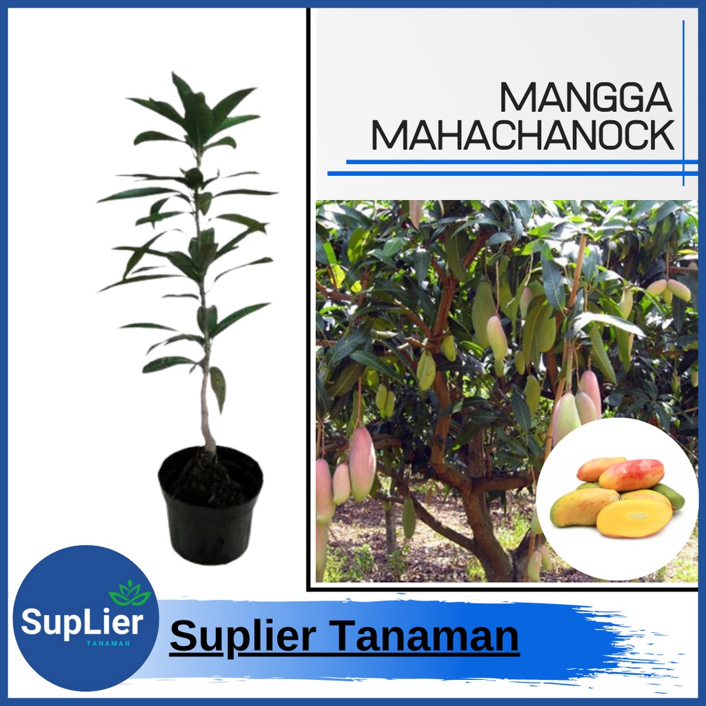 Bibit Tanaman Buah Mangga Mahachanok ( Mangga Pelangi )