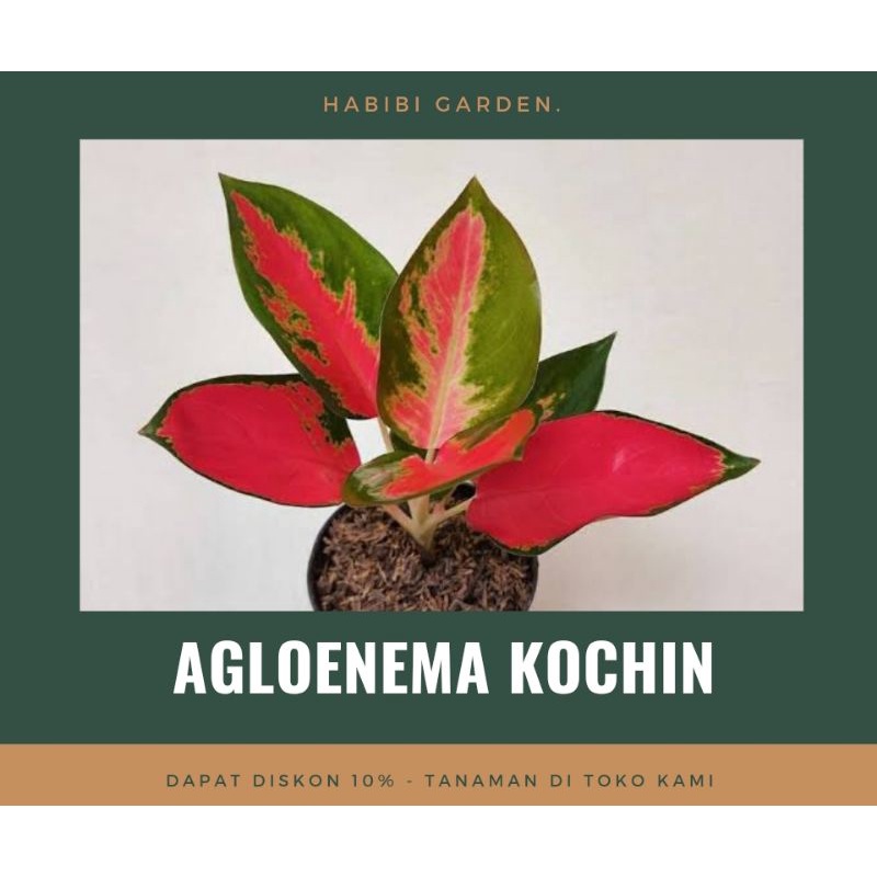 Tanaman hias AGLONEMA KOCHIN / Pohon tanaman hias cantik aglonema / AGLONEMA KOCHIN Merah orane cant