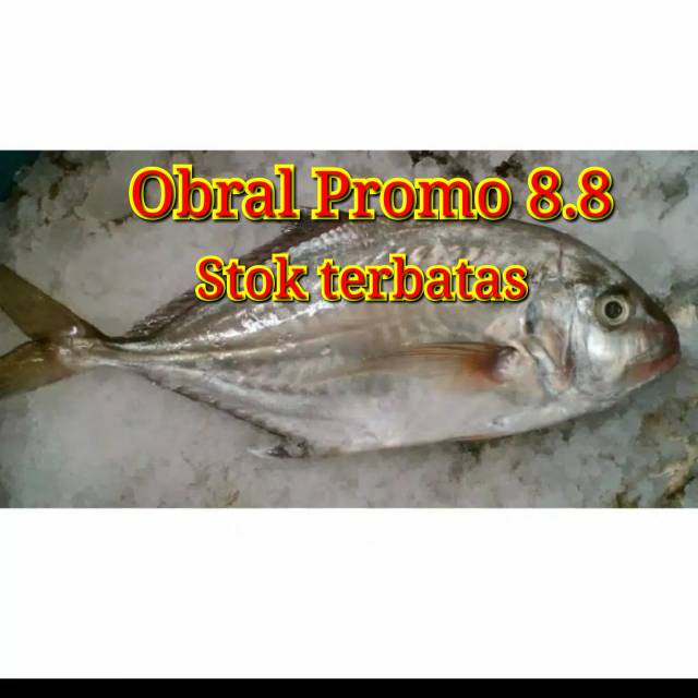 

IKAN KUE segar