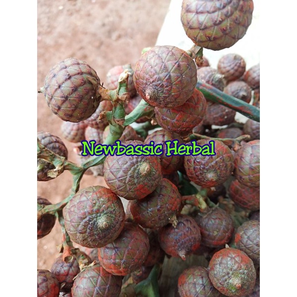 

buah jernang buah rotan hutan 1kg