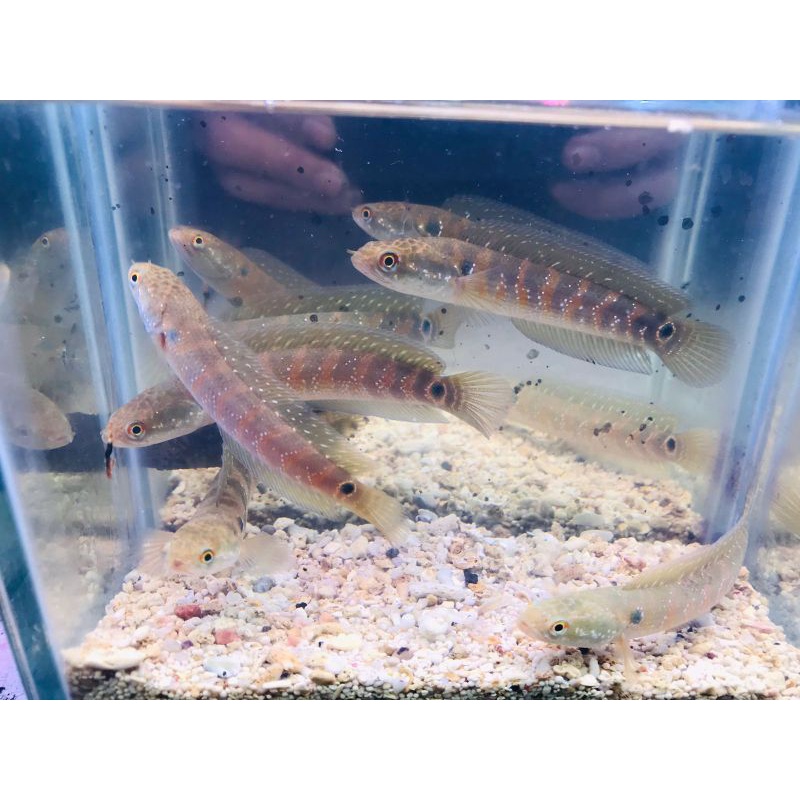 asiatica RS strip 8/9cm