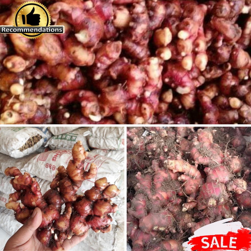 

JAHE MERAH/JAHE MERAH FRESH/JAHE MERAH SUPER/JAHE MERAH SEGAR/JAHE MERAH TUA (1KG UKURAN BESAR)