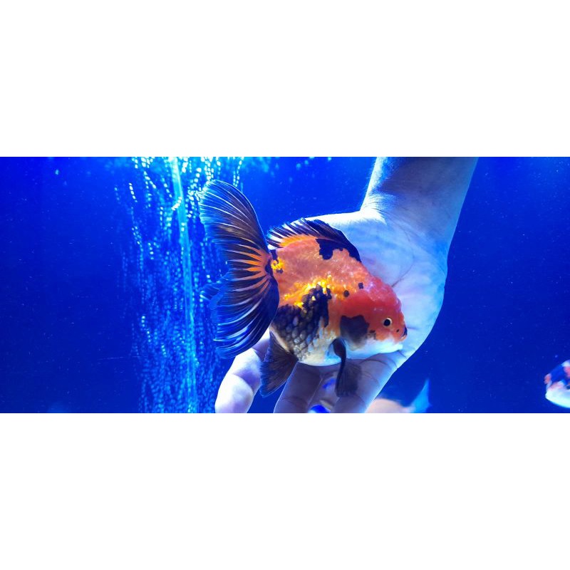 Ikan Mas Koki Oranda jumbo