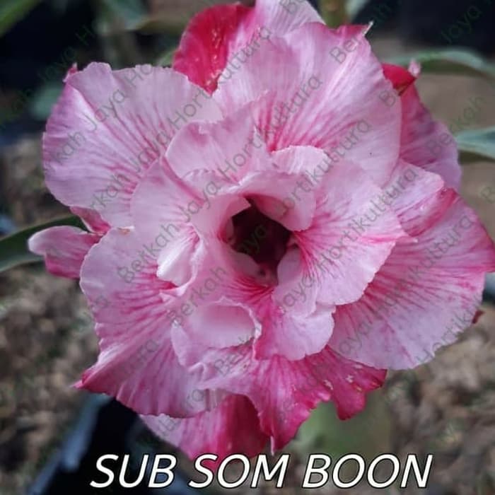 

NEW Bibit Bunga Kamboja Adenium Sub som Boon
