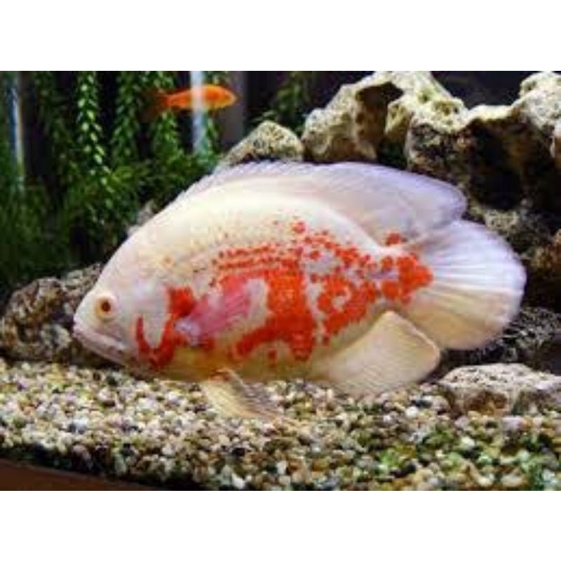 oscar albino red batik