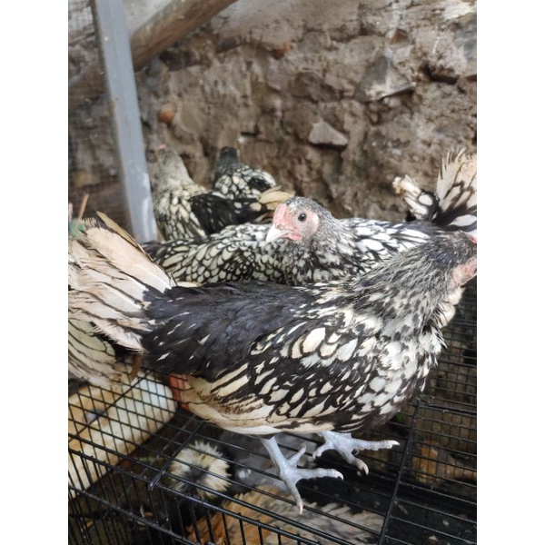 Ayambatik.AyamHias.BatikItali