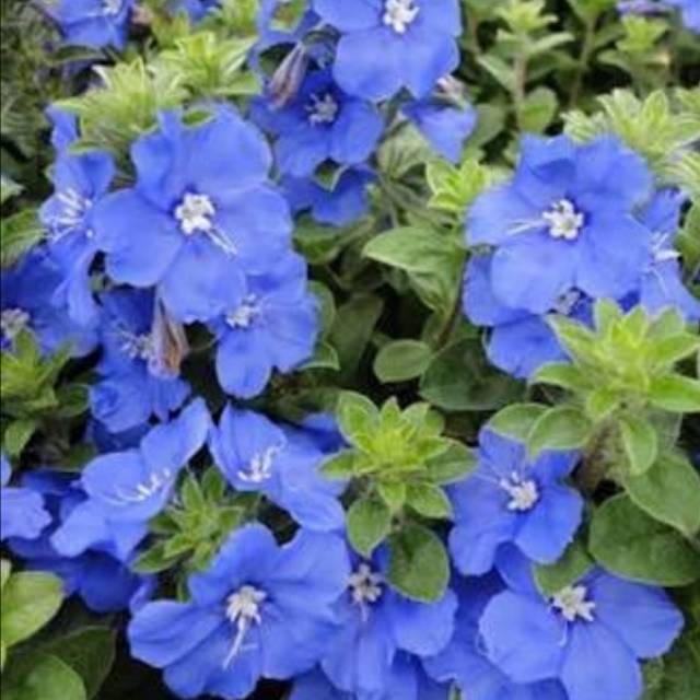 TANAMAN HIAS PERMATA BIRU