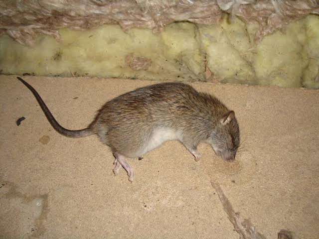 Racun Tikus Ramtus Asli Alami Mati Kering Tidak Bau Pembasmi Pengusir Tikus Super Paling Ampuh 2pack