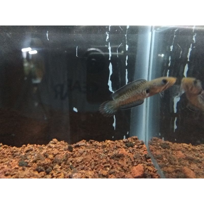 channa andrao 4-5cm single tank mental ajiib