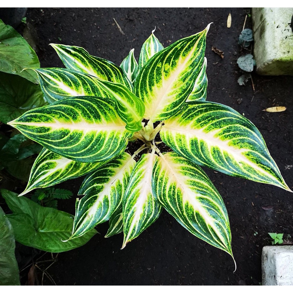 ( PROMO MURAH ) Tanaman Aglonema Butterfly Rimbun Tumbuhan Hias Aglaonema Butterfly Merah Daun Sri R